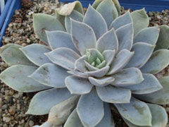 特里西纳Echeveria carnicol
