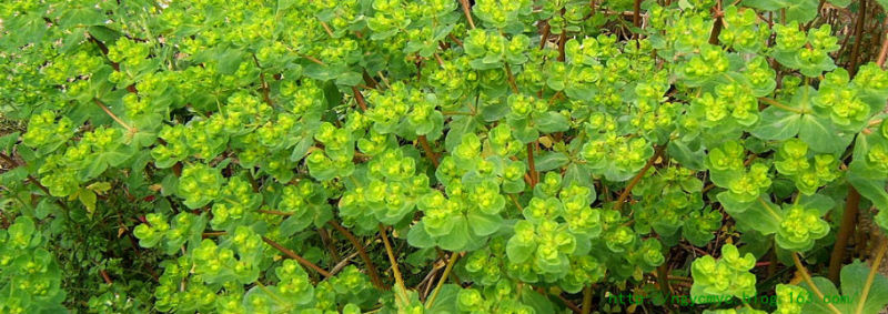 猫眼草---癌症患者的救命草 - ngycmyc - ngycmyc的博客