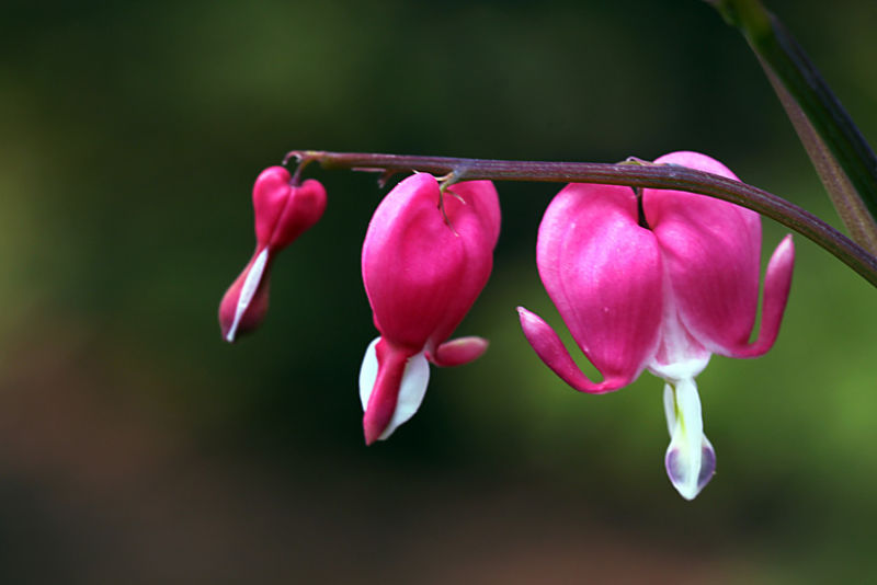 （原创摄影）荷包牡丹 - 竹影荷语 - 竹影荷语