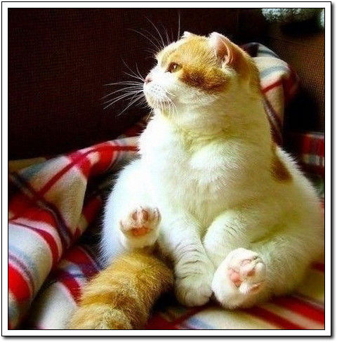 周末要轻松！【幽默图片50P】 - 無為居士 - 聚美齋