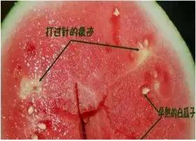西瓜要选母的才好吃 你知道吗？