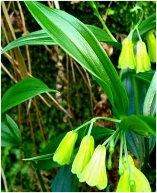 旺财旺家的28种植物，选一种吧！【植物风水】