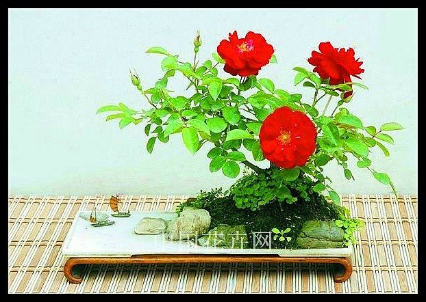 美妙绝伦的盆景 