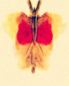 罗夏墨迹测验：你看见什么？