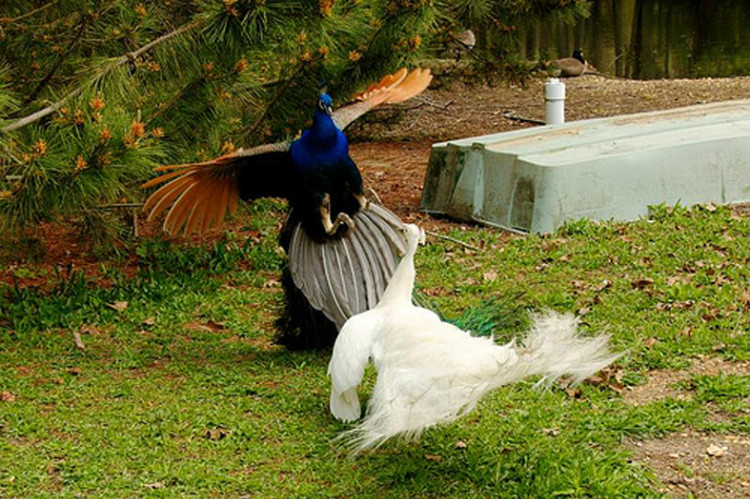 您见过孔雀飞行吗？ - 怀旧.梦缘 - 怀旧.梦缘