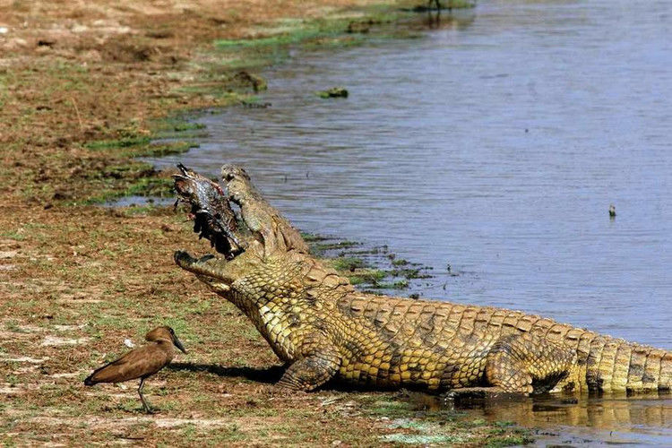 鳄鱼残暴的行凶瞬间 - 月  月 - 阳光月月《万网搜索》