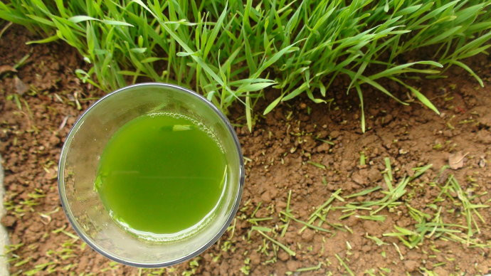 种在阳台上榨汁喝的“抗癌药” - 美体、情感、博文精品 - 美体情感、心灵驿站