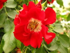 漫步的露西Rambling Rosie