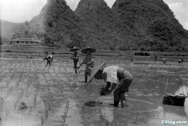 1934年，桂林稻田里的农夫.jpg