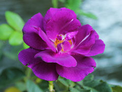 蓝色狂想曲(Rhapsody in blu