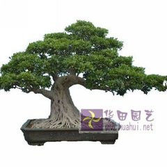 园艺师教你哪种花多久浇一次水 - 南山秀竹 - 南山文化园