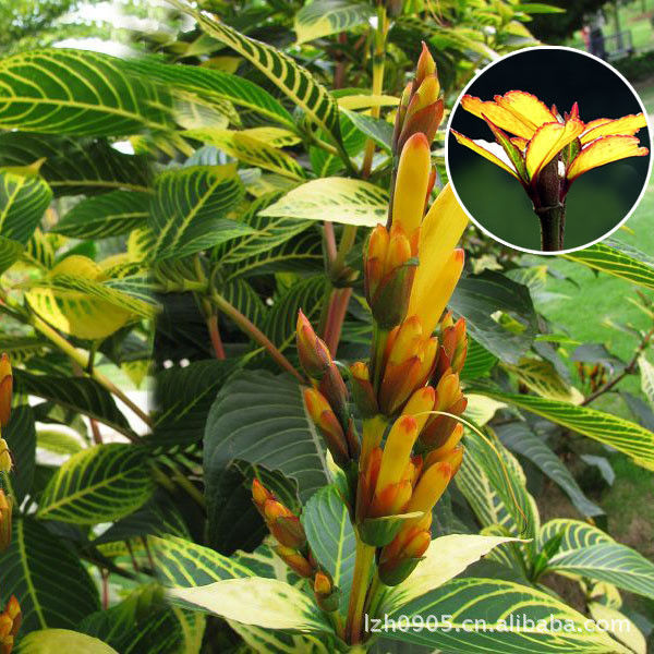 园艺师教你哪种花多久浇一次水 - 南山秀竹 - 南山文化园