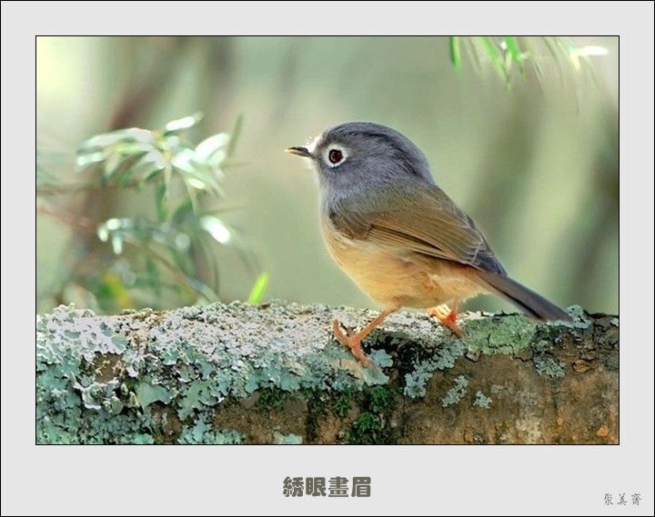 五十种漂亮的爱鸟！来认识一下吧！【美图共赏】 - 無為居士 - 聚美齋