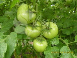 十种蔬果坚决不能吃的部位！！ - 吴锡安（亚亚） - 吴锡安的博客（亚亚）