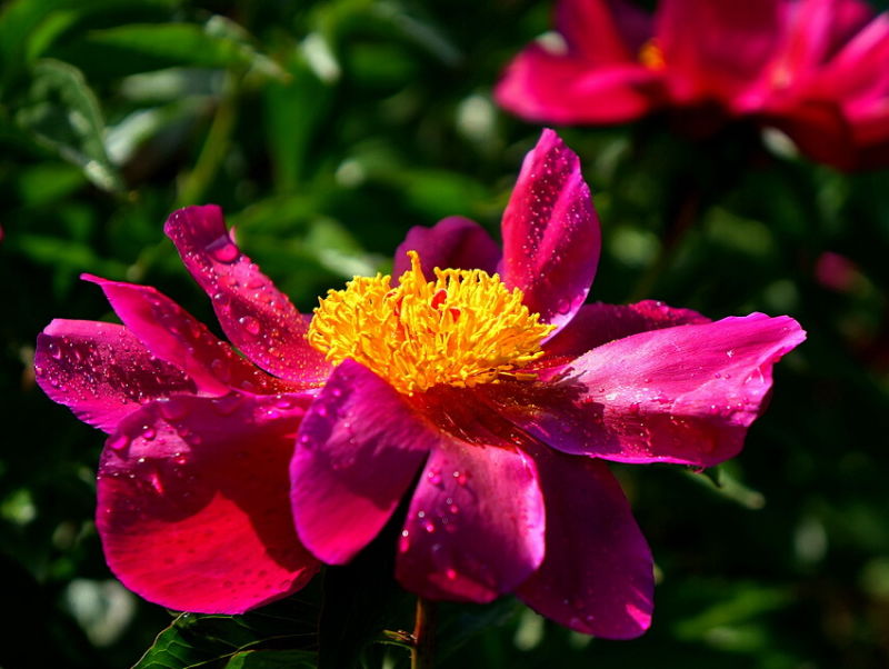 ╰※╮绚丽何尝逊花王◇缤纷芍药竞