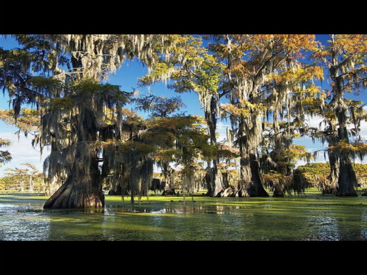 Rose【Caddo Lake】（4007） - Rose - Rose Yang的博客
