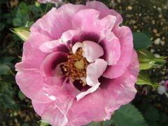 你的眼睛（Eyes for You）