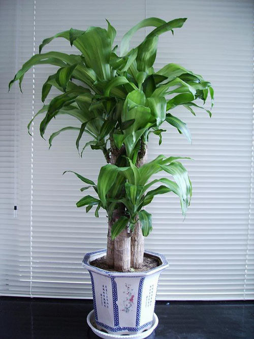 园艺师教你哪种花多久浇一次水 - 南山秀竹 - 南山文化园