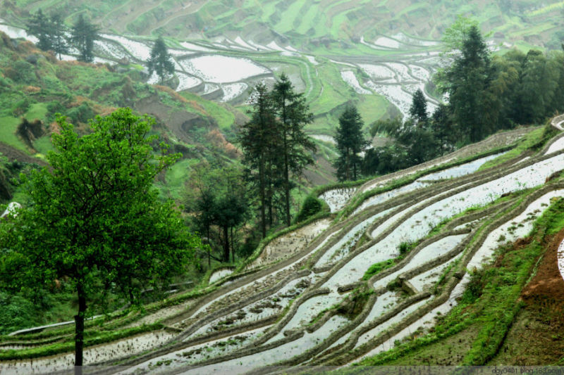 紫鹊界——冷风凄雨中的梯田 - 酉水人 - 酉水人