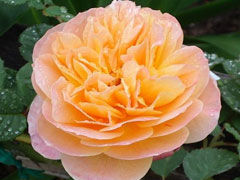 印象派(The Impressionist)