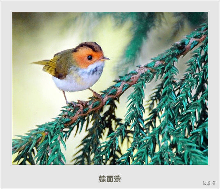 五十种漂亮的爱鸟！来认识一下吧！【美图共赏】 - 無為居士 - 聚美齋