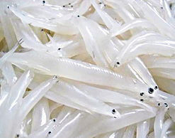 堪比人参的食物【组图】 - 云鹏润峰 - 云鹏潤峰