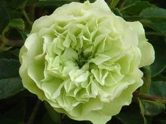 绿冰（Green Ice）