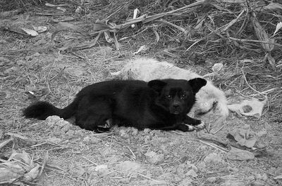 小狗在同伴去世后不吃不喝日夜守护(组图)