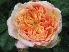 炼金术师（Alchymist）