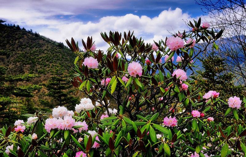 [原创]  香格里拉行 — 普达措杜鹃 - 阳光影子 - 阳光影子