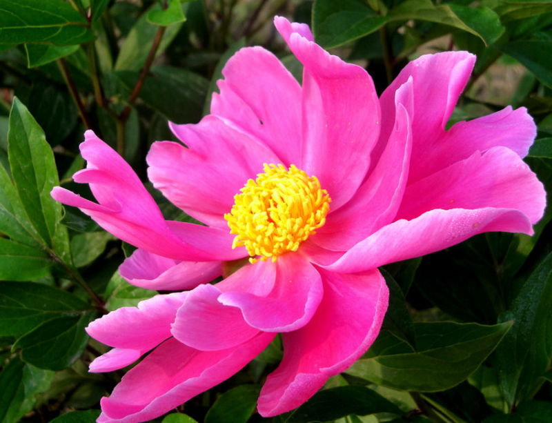 ╰※╮绚丽何尝逊花王◇缤纷芍药竞