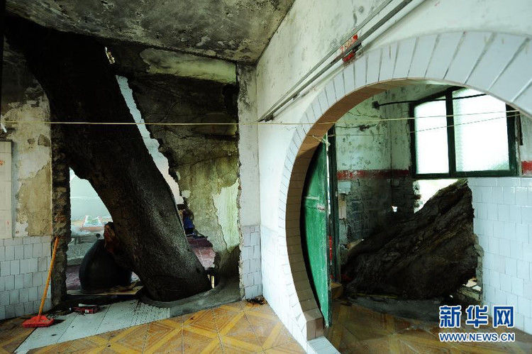 穿过三层楼房的百年大树 - 千里眼 - 千里眼(古弓月长)