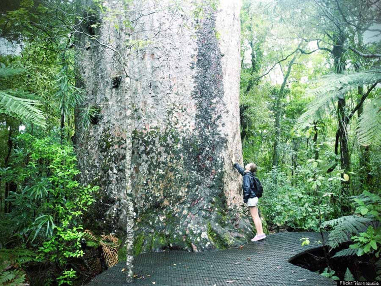 世界上最迷人的十大森林-宝贝梦－分享美丽.分享快乐.品味人生