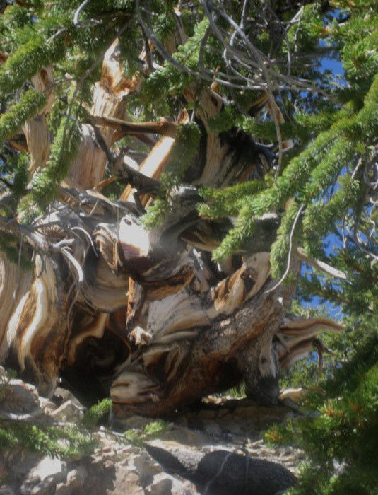 世界上最迷人的十大森林-宝贝梦－分享美丽.分享快乐.品味人生