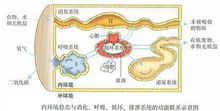 内环境稳态与人体生理关系（生物必修三）