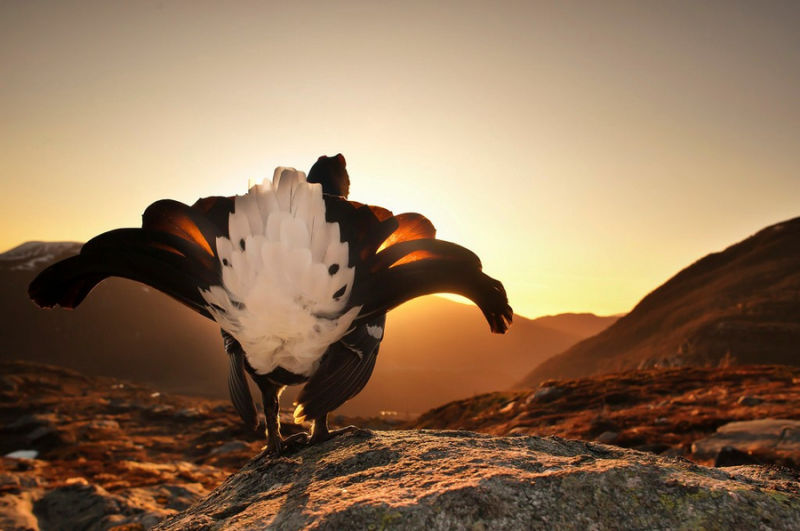 精彩野生动物摄影 领略自然的原始野性美动物们行动迅速，难以捕捉，拍摄机会稍纵即逝。而且野生动物具有一定的危险性，摄影师还要时刻担心自己的人身安全，拍到一张精彩的照片实属不易。 ...