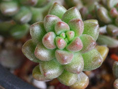 白石(Sedeveria 'Whitestone