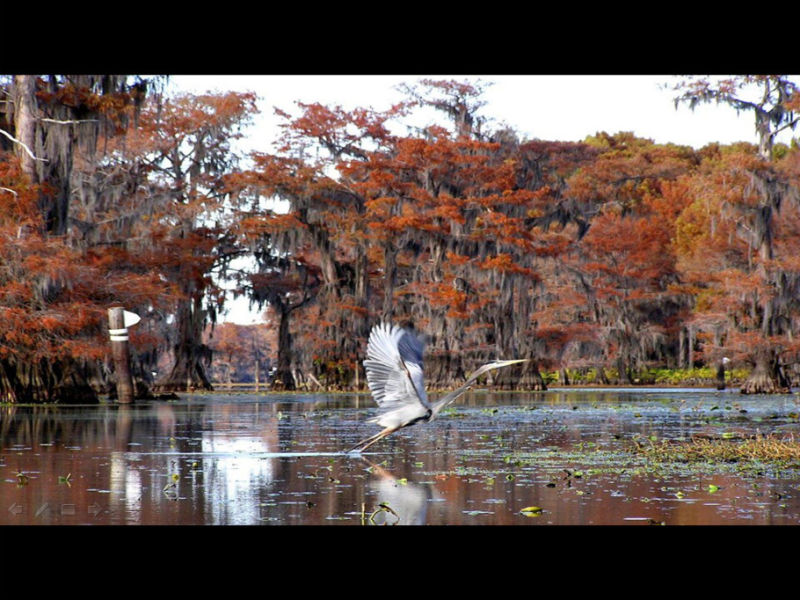 Rose【Caddo Lake】（4007） - Rose - Rose Yang的博客