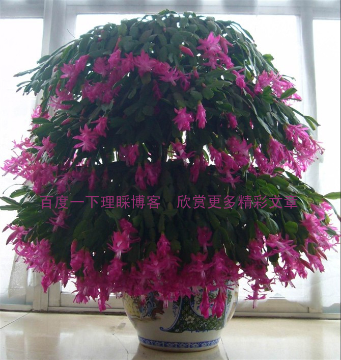 家庭养花奇招大全（绝对珍藏版） - 理睬 - .