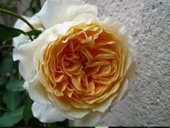 玛格丽特王妃（Crown Prince