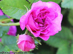 克雷西美女(Belle de Crécy