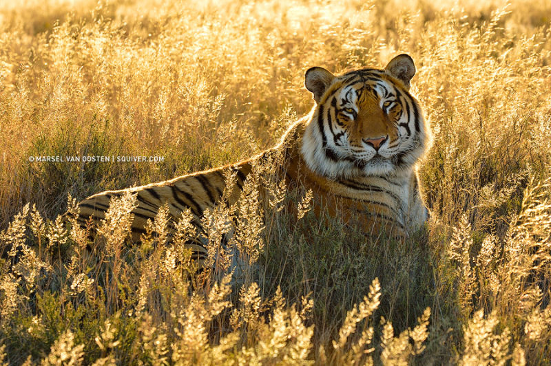 精彩野生动物摄影 领略自然的原始野性美动物们行动迅速，难以捕捉，拍摄机会稍纵即逝。而且野生动物具有一定的危险性，摄影师还要时刻担心自己的人身安全，拍到一张精彩的照片实属不易。 ...