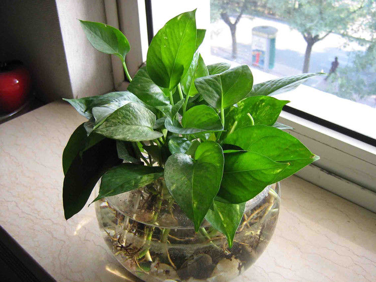 养花、养草、盆栽基础知识 - 美体、情感、博文精品 - 美体情感、心灵驿站