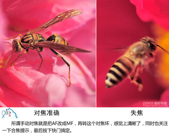 微距摄影十二条基础知识讲解 - 至尊宝 - 每个人的信仰都是存在的、进步的和近似的,
