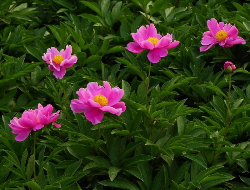 ╰※╮绚丽何尝逊花王◇缤纷