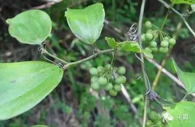 正宗的野果，很多城市人没吃过甚至没见过！