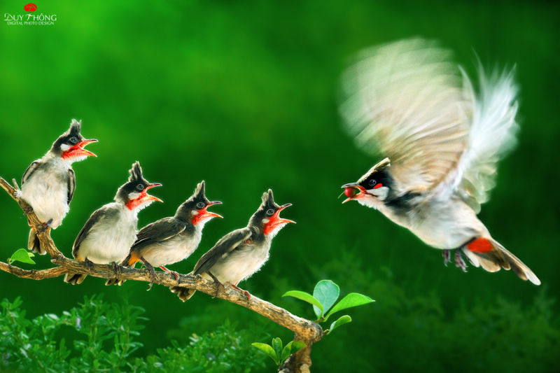 精彩野生动物摄影 领略自然的原始野性美动物们行动迅速，难以捕捉，拍摄机会稍纵即逝。而且野生动物具有一定的危险性，摄影师还要时刻担心自己的人身安全，拍到一张精彩的照片实属不易。 ...