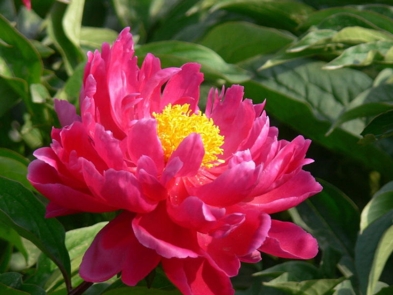 ╰※╮绚丽何尝逊花王◇缤纷