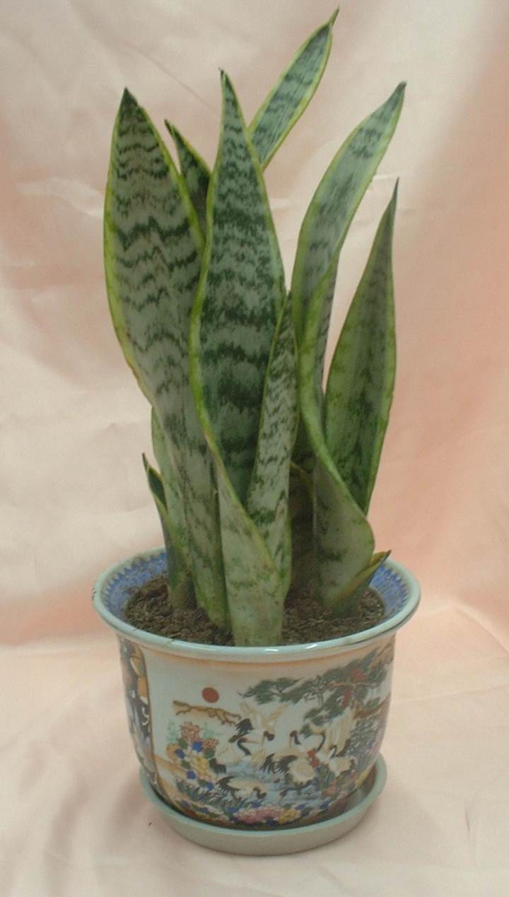 园艺师教你哪种花多久浇一次水 - 南山秀竹 - 南山文化园