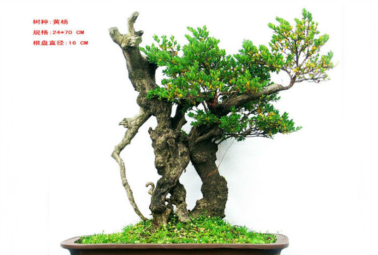 盆景—黄 - .